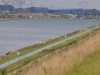 Gravelines_France_Aviron028