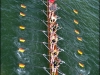 Rouen_DefiSeine_Aviron055