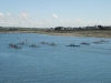 Aviron_BarnevilleCarteret_026