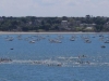 Aviron_SaintMalo_004